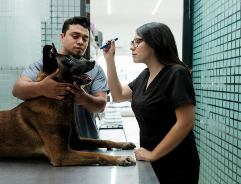 Internação para Cachorro Clínica Ibiporã - Internação para Cachorros