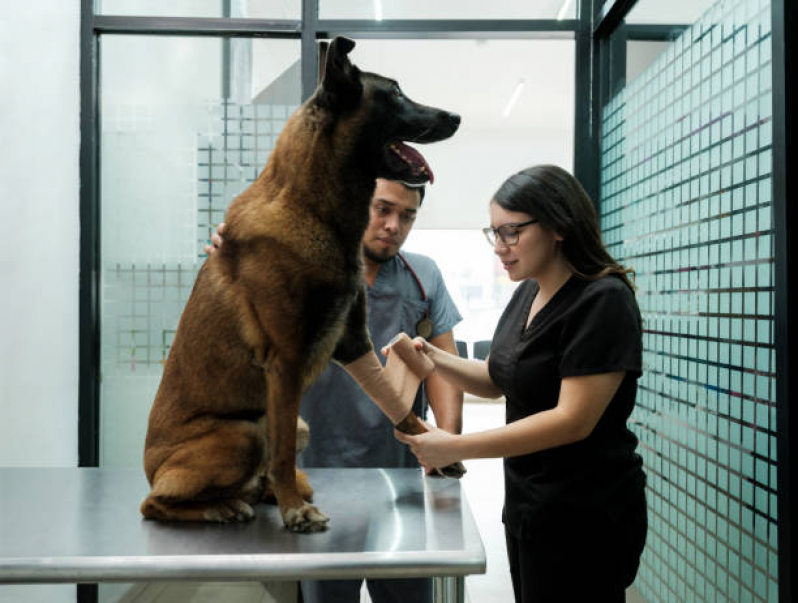 Internação para Cachorro Vila Ipiranga - Internação Pet