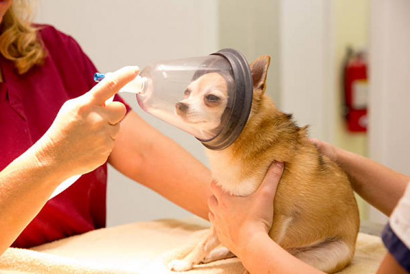 Internação para Cachorros Centro Histórico - Internação para Animais