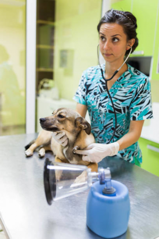 Internação para Cães e Gatos Cinco Conjuntos - Internação para Cachorro