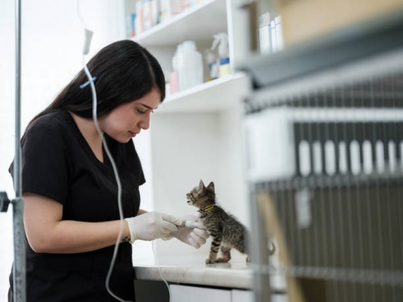 Internação para Gatos Clínica Jardim Inglaterra - Internação para Cães e Gatos