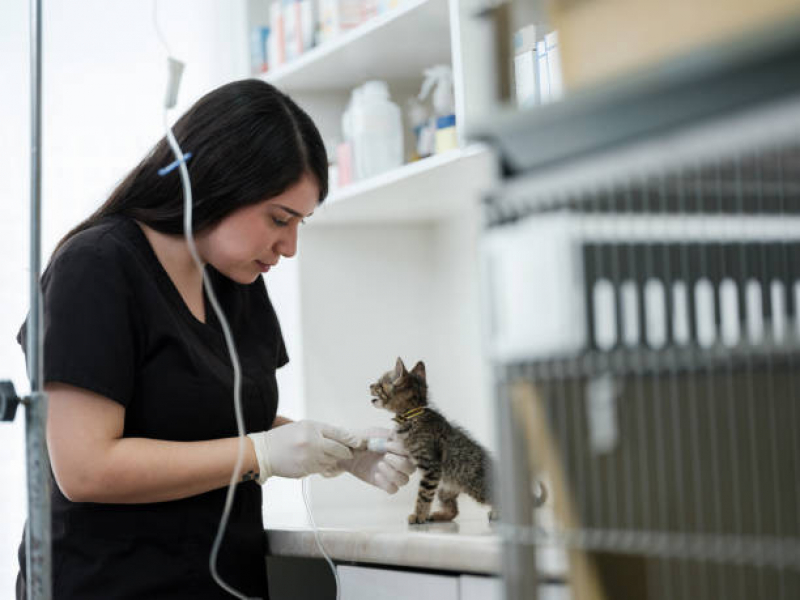 Internação para Parvovirose Clínica Interlagos - Internação para Gatos