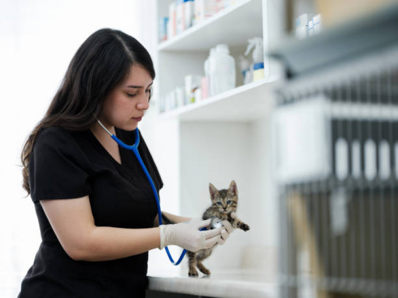 Internação para Parvovirose Marcar Jardim Champagnat - Internação para Animais de Estimação