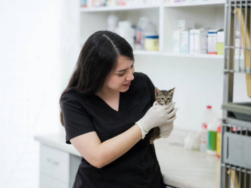 Internação para Parvovirose Aeroporto - Internação para Cães e Gatos