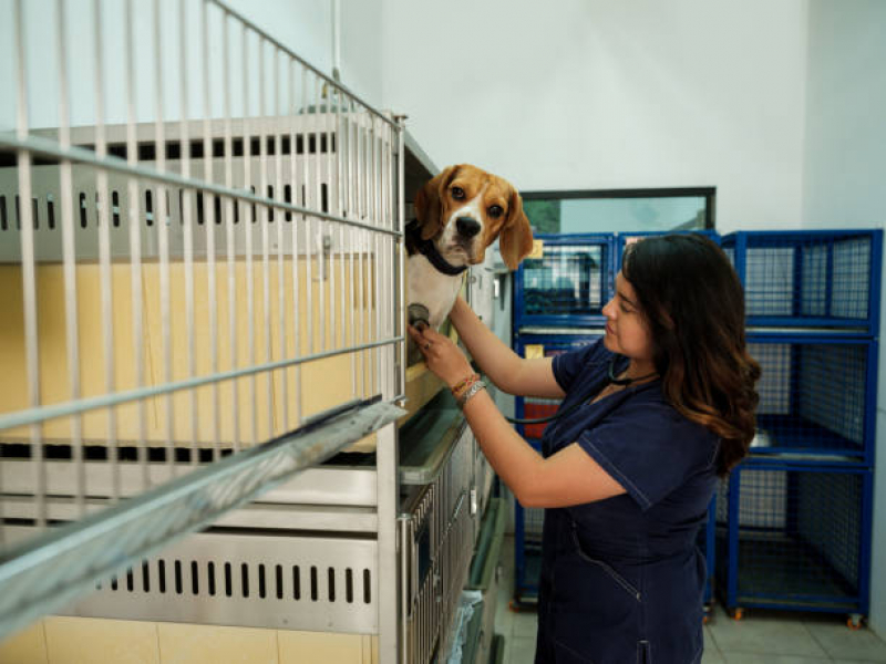 Internação Pet Clínica Conjunto Parigot de Souza - Internação para Animais de Estimação