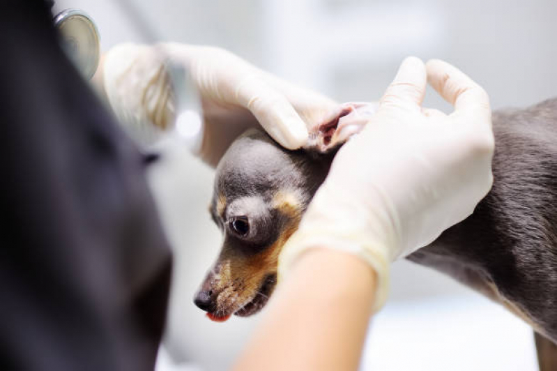 Onde Agendar Atendimento de Endocrinologista Veterinário Aeroporto - Atendimento Urgência e Emergência Veterinários