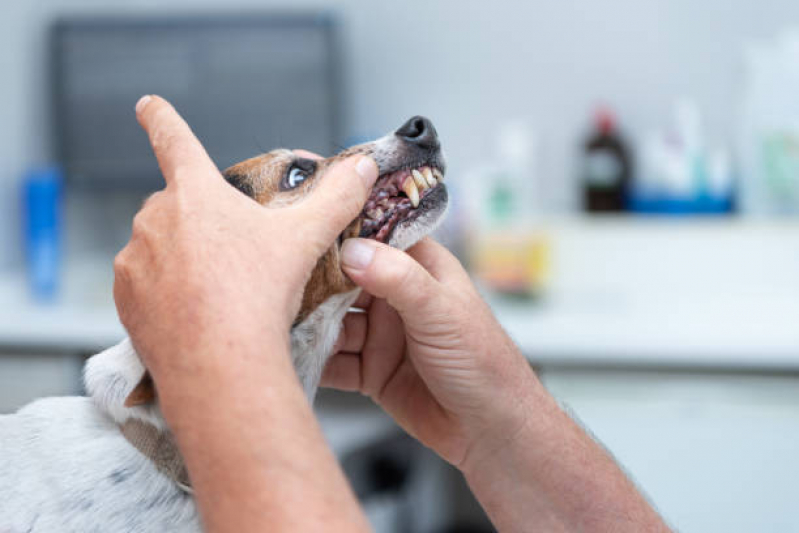 Onde Agendar Atendimento de Ortopedista Veterinário Parigot de Souza - Atendimento Veterinário Londrina