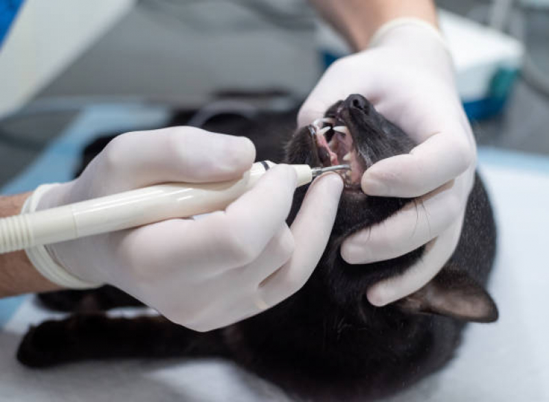 Onde Agendar Atendimento Dermatológico Veterinário Parque Ouro Verde - Atendimento Veterinário Londrina