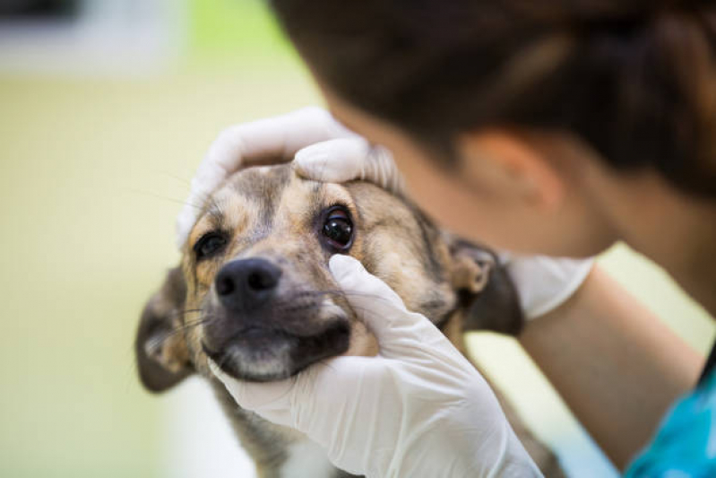 Onde Agendar Atendimento Pet 24h Parque Ouro Verde - Atendimento Veterinário