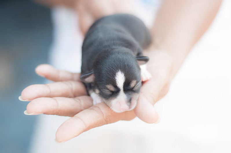 Onde Agendar Atendimento Veterinário Domiciliar Acapulco - Atendimento Veterinário Jardim Novo Sabara