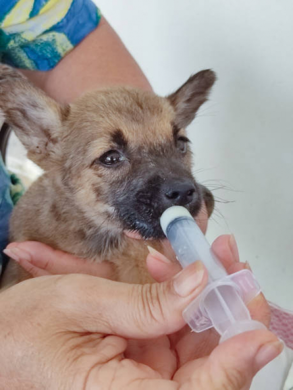 Onde Agendar Atendimento Veterinário Neurologista Conjunto Ernani Moura Lima - Atendimento de Ortopedista Veterinário