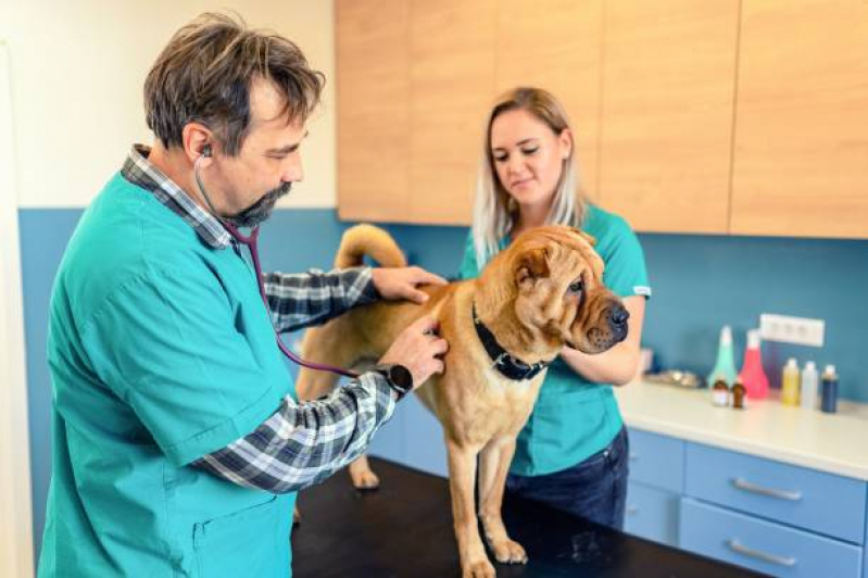 Onde Agendar Consulta ao Veterinário Jardim Leonor - Consulta com Veterinário Londrina