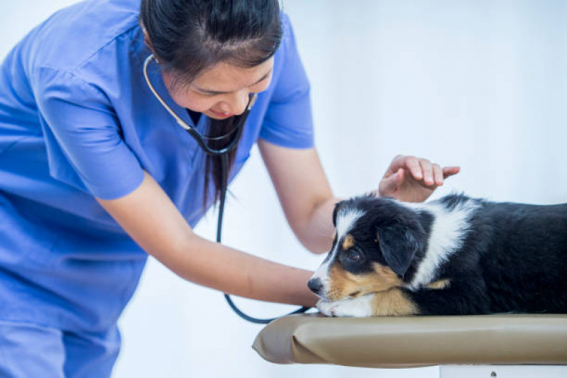 Onde Agendar Consulta Clínico Geral Veterinário Cidade Industrial 2 - Consulta com Veterinário Londrina