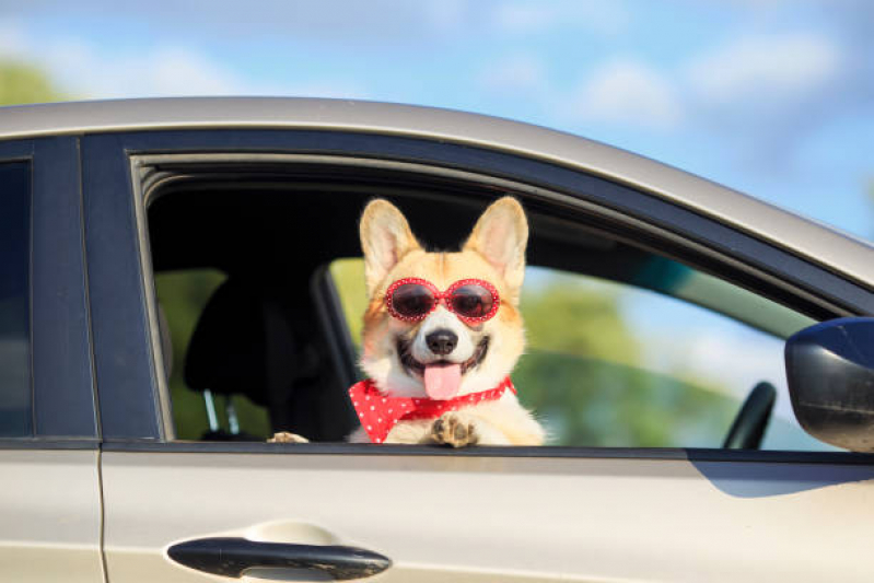 Onde Encontrar Transporte Cães Jardim Pacaembu - Transporte para Animais Londrina