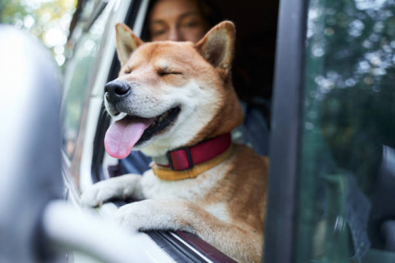 Onde Encontrar Transporte de Uber de Animais Cidade Industrial 2 - Transporte Taxi Dog