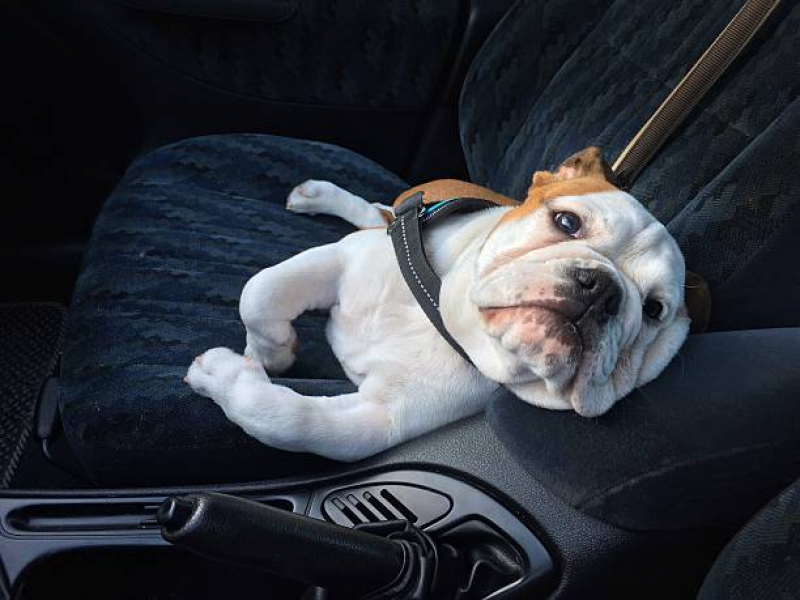 Onde Encontrar Transporte para Animais de Estimação Parque Industrial - Transporte para Animais Londrina