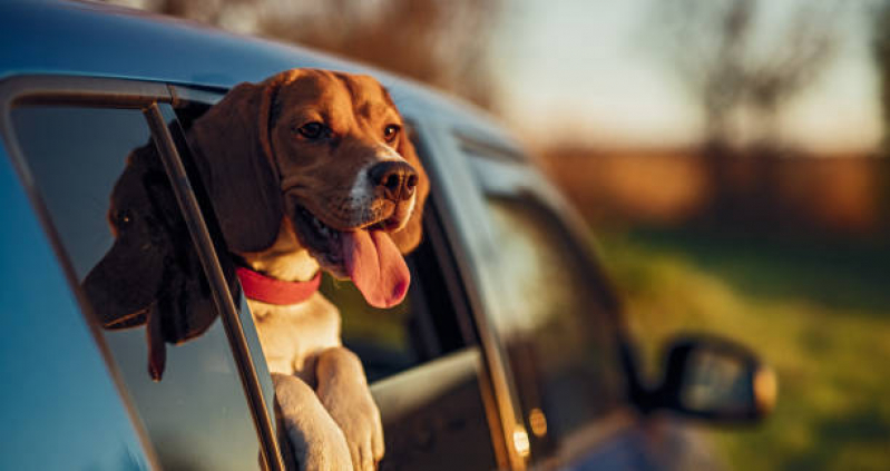 Onde Encontrar Transporte para Cachorros Jardim Ideal - Transporte Taxi Dog