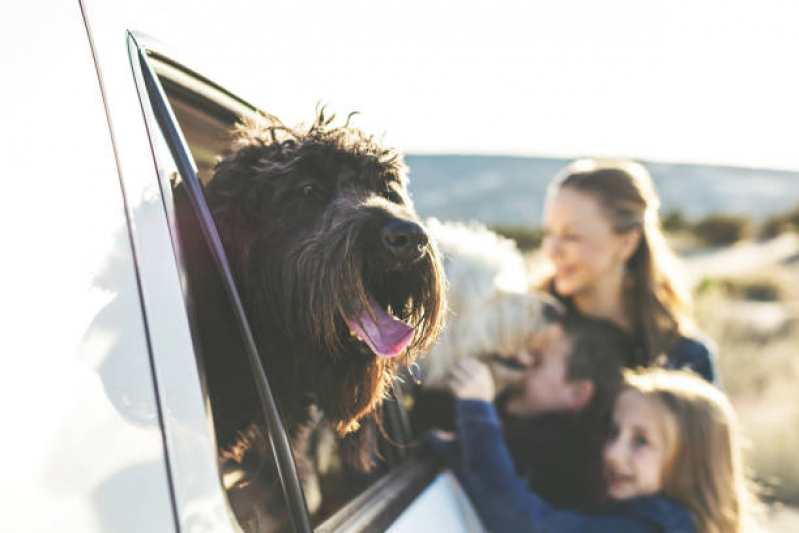 Onde Encontrar Transporte para Cães e Gatos Jardim Antares - Transporte de Uber de Animais