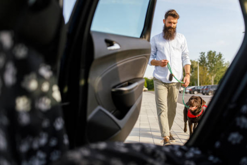 Onde Encontrar Transporte para Gatos Vila Ipiranga - Transporte para Cachorros