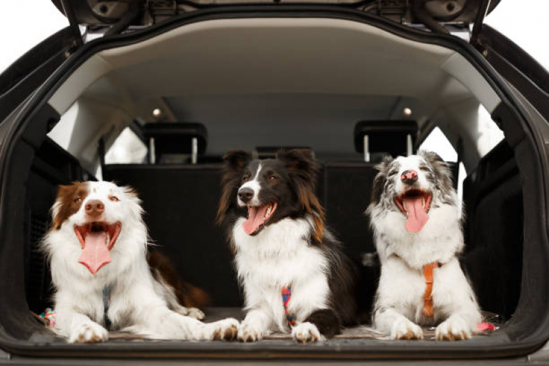 Onde Encontrar Transporte para Pets Ouro Verde - Transporte para Pets