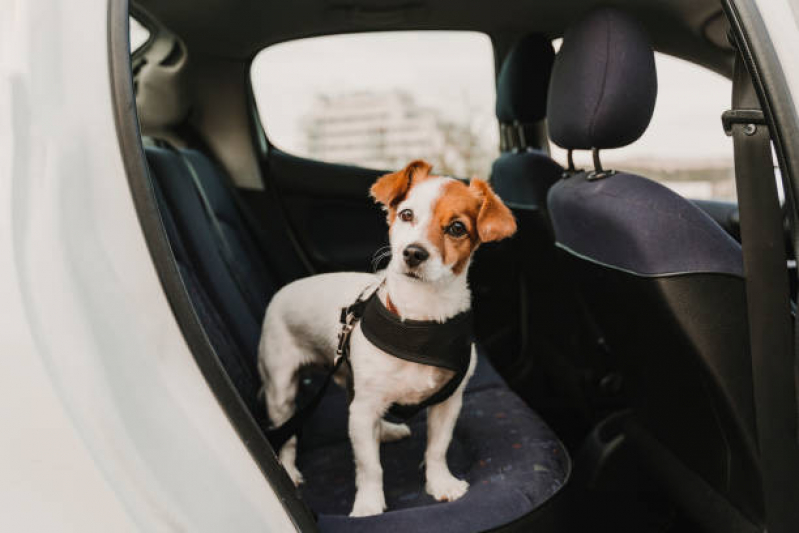 Onde Encontrar Transporte Taxi Dog Parigot de Souza - Transporte para Cães