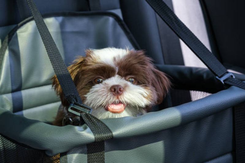 Onde Encontrar Transporte Taxi Pet União da Vitória - Transporte para Gatos