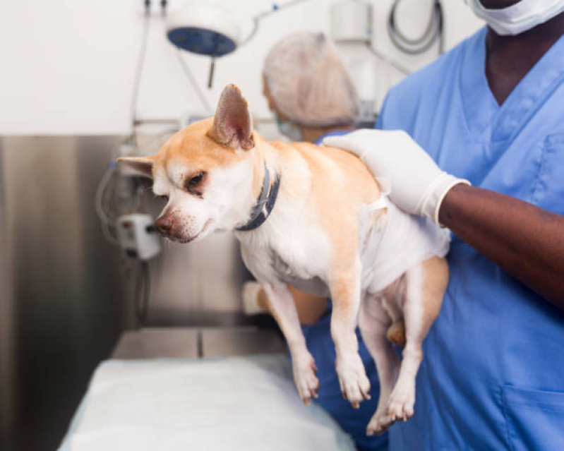 Onde Faz Cirurgia de Castração de Cachorro e Gato Aeroporto - Cirurgia Mastectomia Cachorro