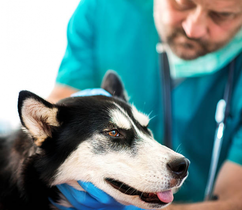 Onde Faz Cirurgia Reconstrutiva Veterinária Jardim Pacaembu - Cirurgia Oftalmológica Veterinária