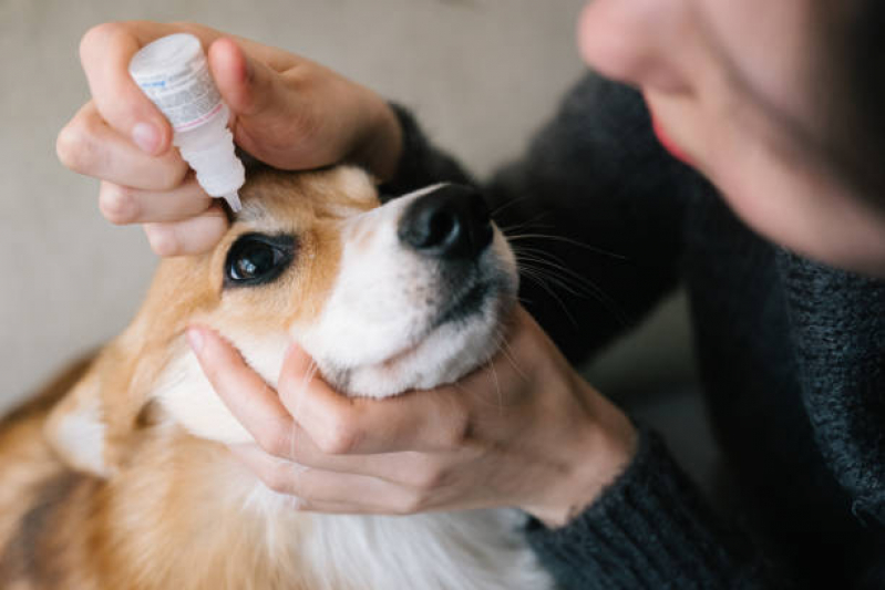 Onde Faz Consulta Veterinária 24h Jardim Higienópolis - Consulta Veterinária 24h