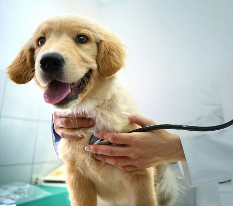 Onde Faz Consulta Veterinária Oftalmologista Cinco Conjuntos - Consulta Veterinária para Cães