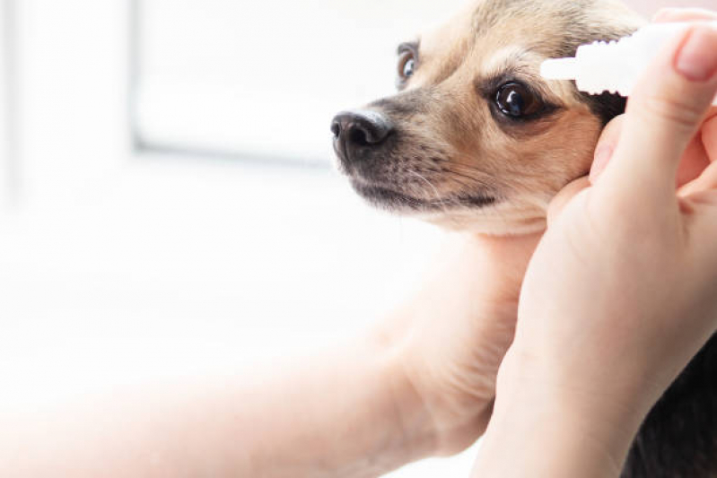 Onde Faz Consulta Veterinária para Cachorros Centro Histórico - Consulta Veterinária para Gato