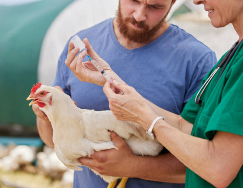 Onde Faz Diagnóstico de Doença de Aves Rolância - Diagnóstico de Doença de Cachorro