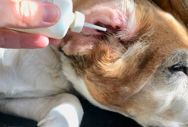 Onde Faz Teste de Pcr Leishmaniose Canina Ouro Verde - Teste de Sangue Leishmaniose