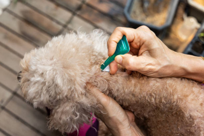 Onde Faz Teste para Detectar Doença do Carrapato em Cachorros Parque das Indústrias Leves - Teste Pcr para Doença do Carrapato