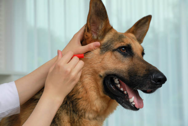 Onde Faz Teste para Doença do Carrapato Ernani - Teste para Detectar Doença do Carrapato em Cães