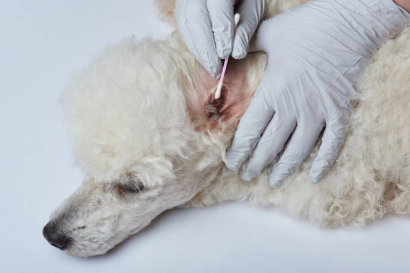 Onde Faz Teste para Leishmaniose Canina Parque Guanabara - Teste de Sangue Leishmaniose