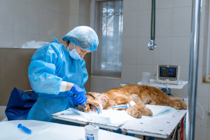 Onde Fazer Cirurgia de Colapso de Traqueia em Cães Jardim Champagnat - Cirurgia em Animais de Companhia Londrina