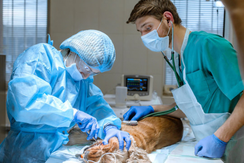 Onde Fazer Cirurgia de Tecidos Moles em Pequenos Animais Ouro Verde - Cirurgia de Torção Gástrica em Cães Londrina