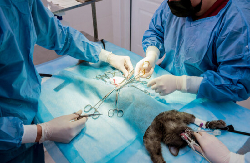 Onde Fazer Cirurgia de Torção Gástrica em Cães Conjunto Parigot de Souza - Cirurgia em Pequenos Animais Londrina