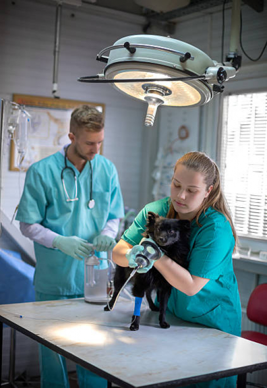 Onde Fazer Cirurgia Ortopedica em Cachorro Centro - Cirurgia em Animais de Companhia Londrina