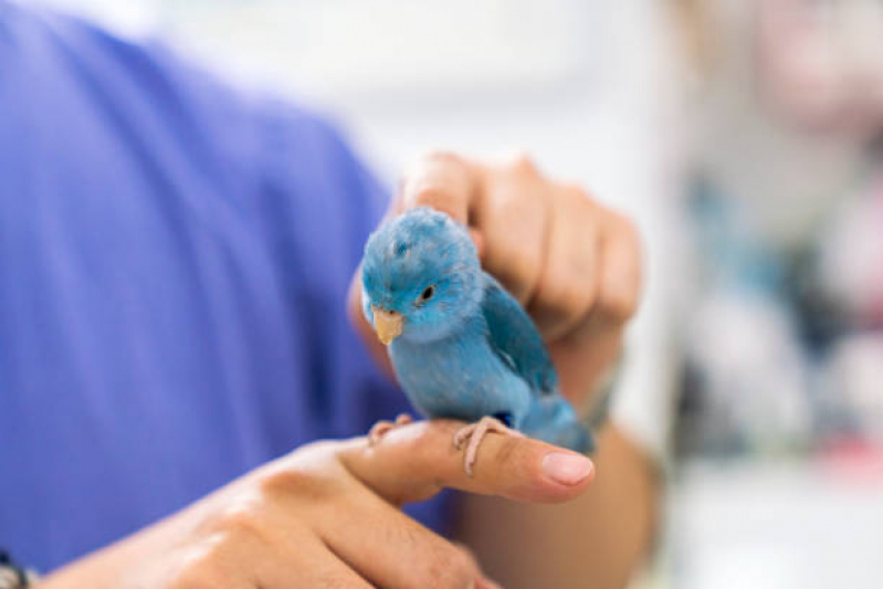 Onde Fazer Diagnóstico de Doença de Aves Parque das Indústrias Leves - Diagnóstico de Doença de Cachorro