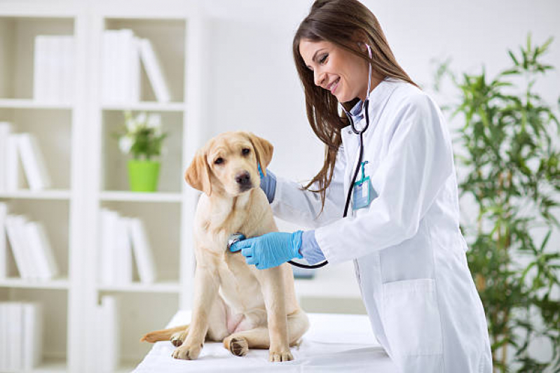 Onde Fazer Diagnóstico de Doença de Cachorro Sabará - Diagnóstico de Doença de Cachorro