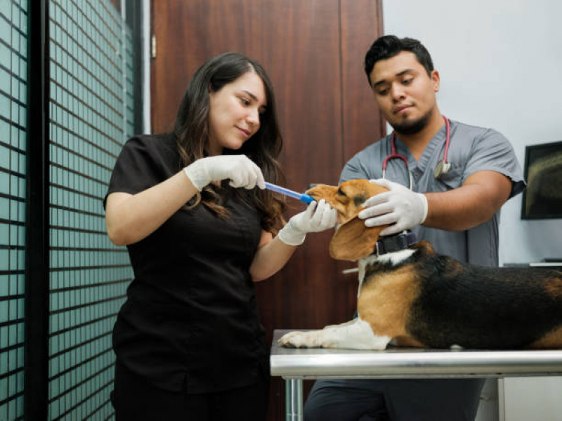 Onde Fazer Internação Animal Acapulco - Internação para Cães e Gatos