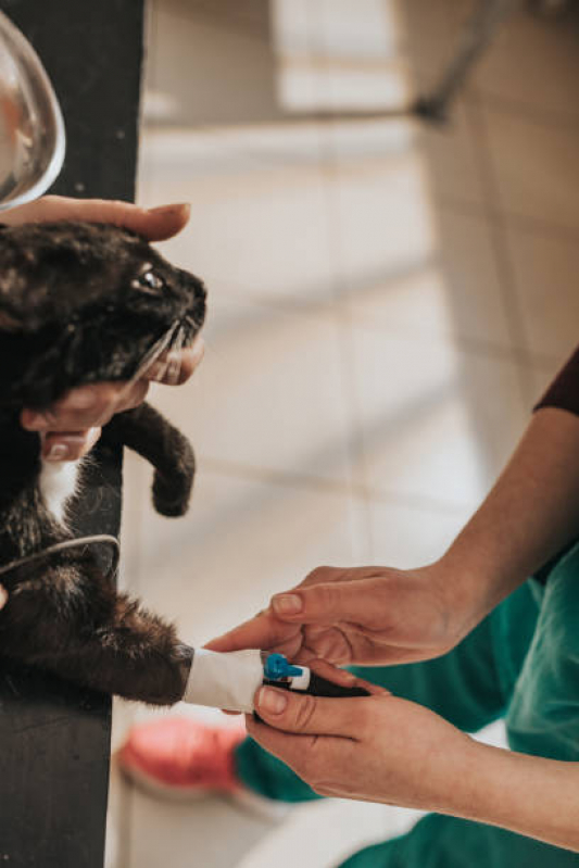 Onde Fazer Internação de Cachorros Aeroporto - Internação para Cães e Gatos