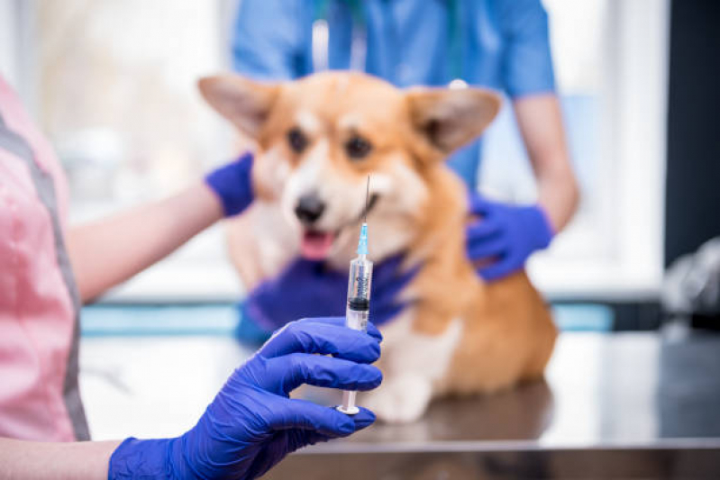 Onde Fazer Internação para Animais de Estimação Aeroporto - Internação para Cães e Gatos