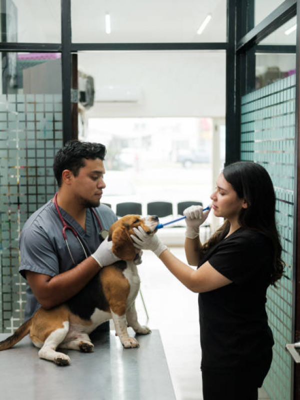 Onde Fazer Internação para Cachorro Jardim Quebec - Internação para Cachorros