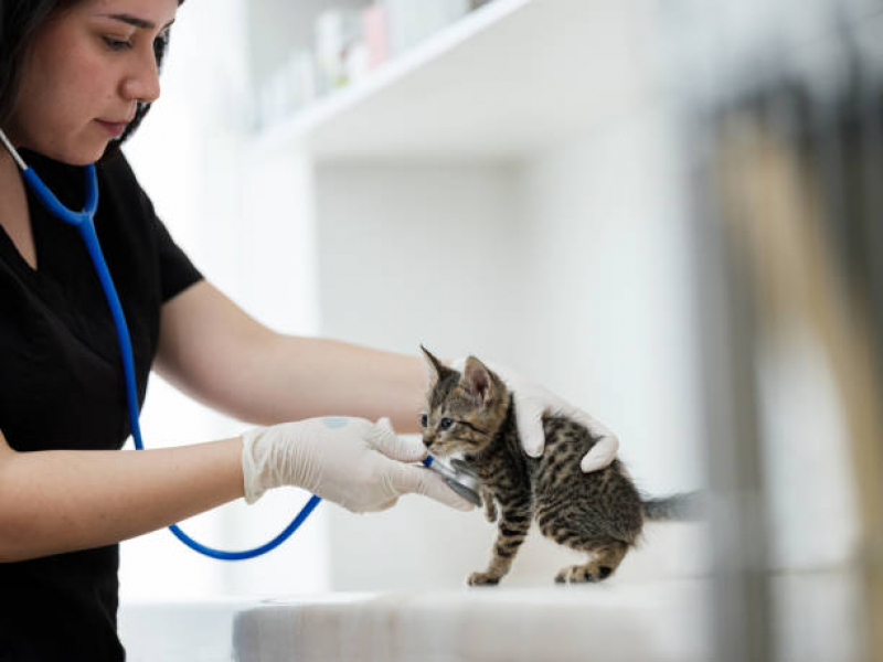 Onde Fazer Internação para Gatos Cambé - Internação para Animais de Estimação