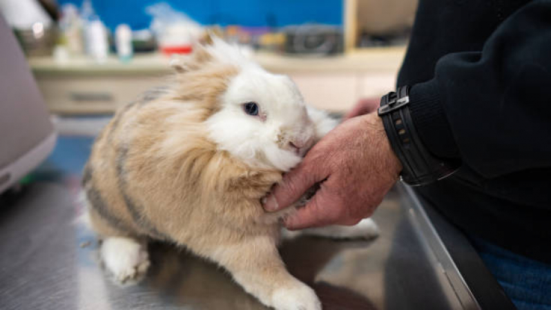 Onde Marcar Consulta ao Veterinário Aeroporto - Consulta Oncologista Veterinária Londrina