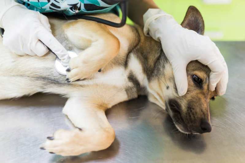 Onde Marcar Consulta Clínico Geral Veterinário Espírito Santo - Consulta Oncologista Veterinária Londrina