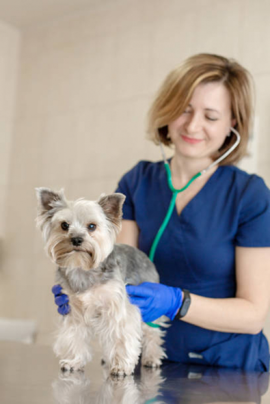 Onde Marcar Consulta Oncologista Veterinária Cidade Industrial 1 - Consulta de Veterinário Londrina